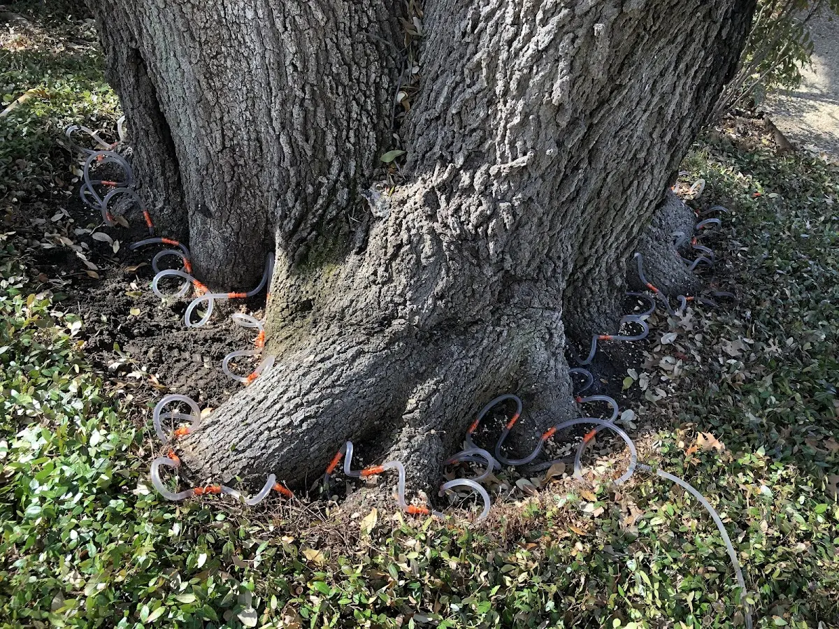 Detailed Tree Cabling and Bracing job site in Joshua Tree